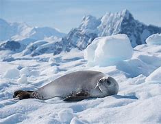 antarctic