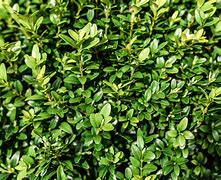 boxwood
