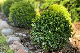 boxwood