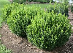 boxwood