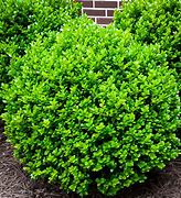 boxwood
