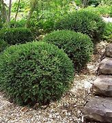 boxwood