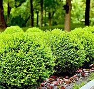 boxwood