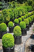 boxwood