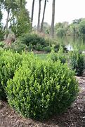boxwood