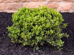 boxwood