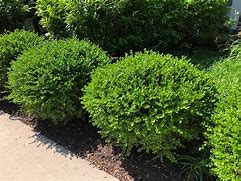 boxwood