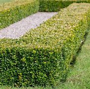 boxwood