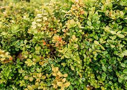 boxwood