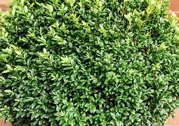 boxwood