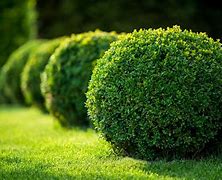 boxwood