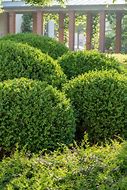 boxwood