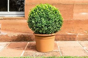 boxwood