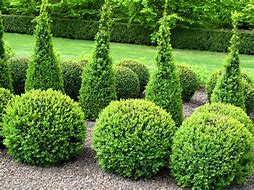 boxwood