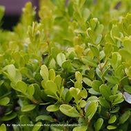 boxwood