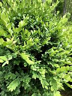 boxwood