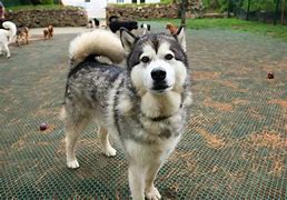 doggy