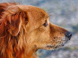 doggy