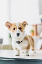 doggy