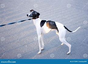 doggy