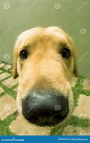 doggy