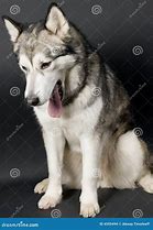 doggy