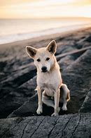 doggy