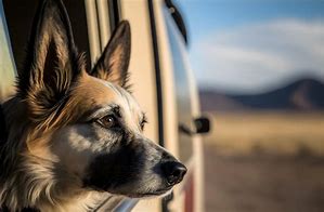 doggy