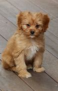doggy