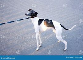 doggy