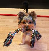 doggy
