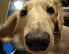 doggy