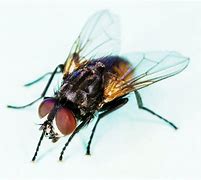 fly