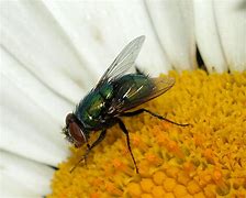 fly