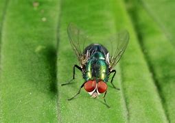 fly