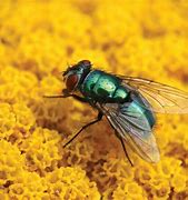 fly