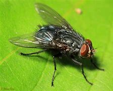 fly