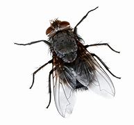 fly