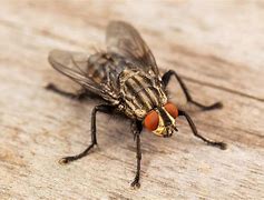 fly