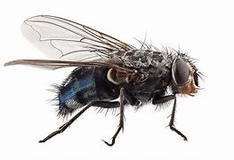 fly