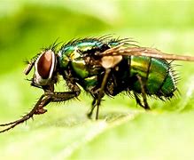 fly