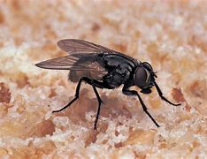 fly