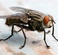 fly