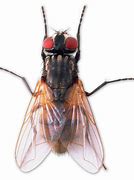 fly