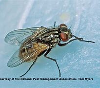 fly