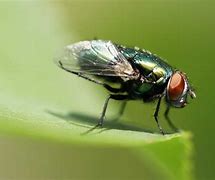 fly