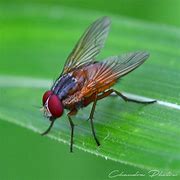 fly