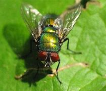 fly