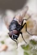 fly