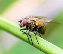 fly